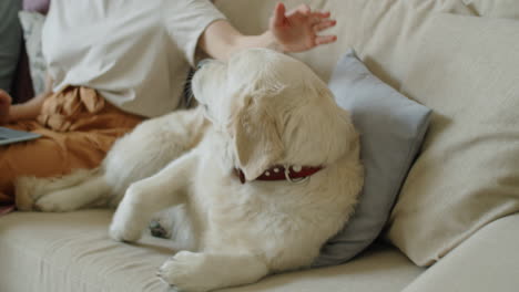Entzückender-Golden-Retriever-Hund,-Der-Mit-Seinen-Besitzern-Auf-Dem-Sofa-Ruht